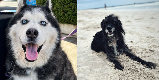 Meet the Fur Babes, Moto & Oso