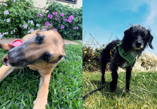 Spring Has Sprung for Moto & Oso!