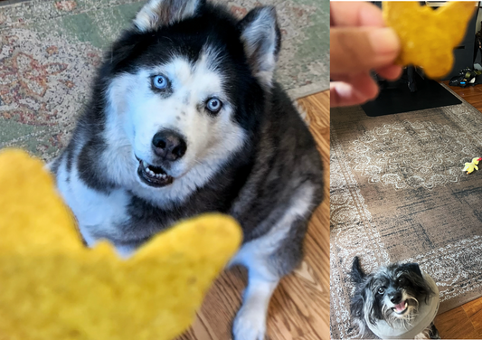 We won the gold! Moto & Oso talk Turmeric!